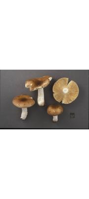 흙벽돌무당버섯 (Russula lateritia Quél.)
