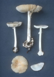 긴독우산광대버섯 (Amanita bisporigera Atk.)
