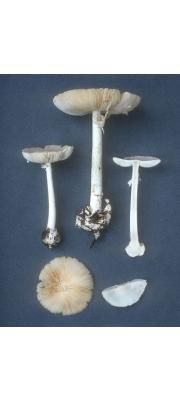 긴독우산광대버섯 (Amanita bisporigera Atk.)
