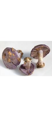 진보라끈적버섯(얼룩끈적버섯) (Cortinarius terpsichores Melot)