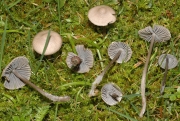 작은우산애주름버섯 (Mycena aetites (Fr.) Quél.)