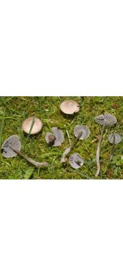작은우산애주름버섯 (Mycena aetites (Fr.) Quél.)