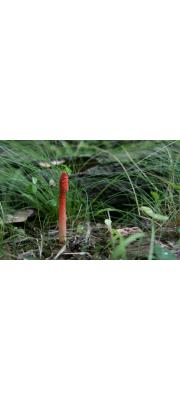 붉은말뚝버섯 (Phallus rugulosus Lloyd)