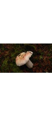 연보라무당버섯 (Russula lilacea Quél.)