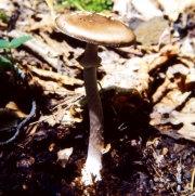 흑갈색광대버섯 (Amanita brunneofuliginea Z.L. Yang)