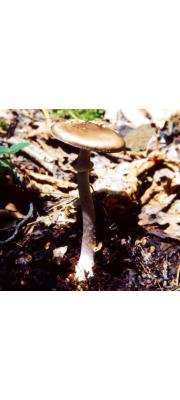 흑갈색광대버섯 (Amanita brunneofuliginea Z.L. Yang)