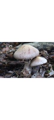 고목끈적버섯 (Cortinarius torvus (Fr.) Fr.)
