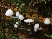 흰크림애주름버섯(흰애주름버섯) (Mycena alba (Bres.) Kühn  > Omphalina alba Bres.)