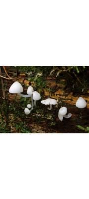 흰크림애주름버섯(흰애주름버섯) (Mycena alba (Bres.) Kühn  > Omphalina alba Bres.)