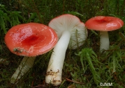 긴자루무당버섯(긴대무당버섯) (Russula longipes (Sing.) M-Locc. & Reumaux > Russula emetica f. longipes Sing.)
