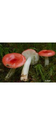 긴자루무당버섯(긴대무당버섯) (Russula longipes (Sing.) M-Locc. &amp; Reumaux > Russula emetica f. longipes Sing.)