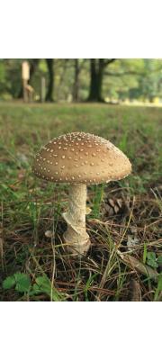갈색점박이광대버섯 (Amanita brunnescens Atk.)
