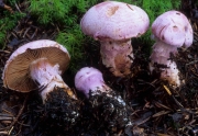 연자색끈적버섯 (Cortinarius traganus (Fr.) Fr.)