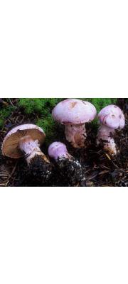 연자색끈적버섯 (Cortinarius traganus (Fr.) Fr.)