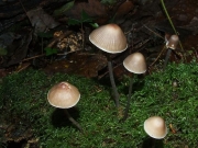 악취애주름버섯 (Mycena alcalina (Fr.) P. Kumm.)