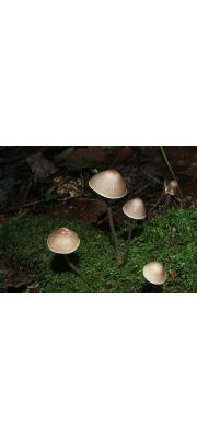 악취애주름버섯 (Mycena alcalina (Fr.) P. Kumm.)