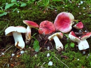 단심무당버섯 (Russula luteotacta Rea)