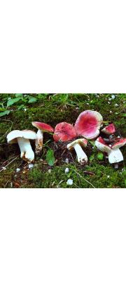 단심무당버섯 (Russula luteotacta Rea)