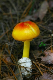 민달걀버섯 (Amanita caesarea (Scop.) Pers.)