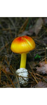 민달걀버섯 (Amanita caesarea (Scop.) Pers.)