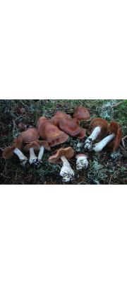 삼각끈적버섯 (Cortinarius triformis Fr.)