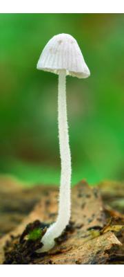 흰애주름버섯 (Mycena alphitophora (Berk.) Sacc.  > Mycena osmundicola J. Lange)