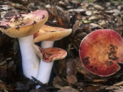 둥근포자무당버섯 (Russula maculata Quél. > Russula globispora (Blum) Bon)