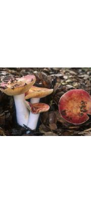 둥근포자무당버섯 (Russula maculata Quél. > Russula globispora (Blum) Bon)