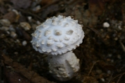 흰오뚜기광대버섯 (Amanita castanopsidis Hongo)