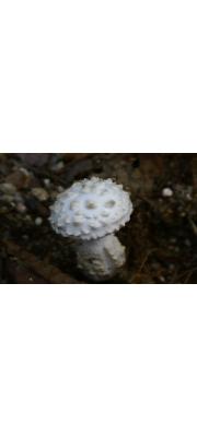 흰오뚜기광대버섯 (Amanita castanopsidis Hongo)