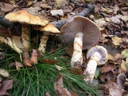 황토끈적버섯(황갈색끈적버섯)_국명검토 필요 (Cortinarius triumphans Fr. > Cortinarius crocolitus Quél.)