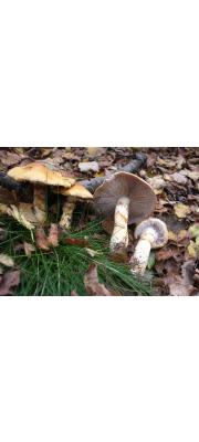 황토끈적버섯(황갈색끈적버섯)_국명검토 필요 (Cortinarius triumphans Fr. > Cortinarius crocolitus Quél.)