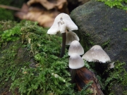 알애주름버섯 (Mycena arcangeliana Bres.  > Mycena oortiana Hora)