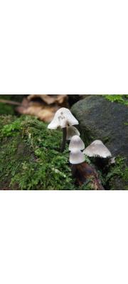 알애주름버섯 (Mycena arcangeliana Bres.  > Mycena oortiana Hora)