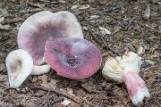 분상보라무당버섯 (Russula mariae Peck≠Russula bella Hongo(수원무당버섯, 종이 다름))