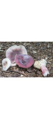 분상보라무당버섯 (Russula mariae Peck≠Russula bella Hongo(수원무당버섯, 종이 다름))