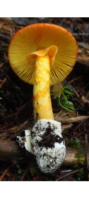 달걀광대버섯아재비(잠칭) (Amanita caesareoides Lj. N. Vassiljeva)