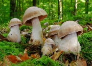 부푼끈적버섯_국명중복 됨 (Cortinarius turgidus Fr.)