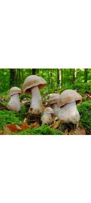 부푼끈적버섯_국명중복 됨 (Cortinarius turgidus Fr.)