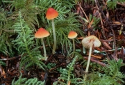 등색애주름버섯 (Mycena aurantiidisca Murr.)