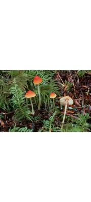 등색애주름버섯 (Mycena aurantiidisca Murr.)