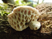 큰구멍미로목이(가지큰구멍버섯) (Elmerina cladophora (Berk.) Bres. >Elmerina hexagonoides (A. David & Jaq.) Nunez.)