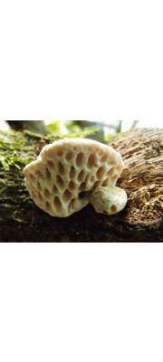 큰구멍미로목이(가지큰구멍버섯) (Elmerina cladophora (Berk.) Bres. >Elmerina hexagonoides (A. David &amp; Jaq.) Nunez.)