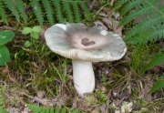 속빈무당버섯 (Russula medullata Romagn.)