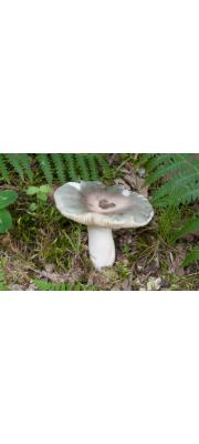 속빈무당버섯 (Russula medullata Romagn.)
