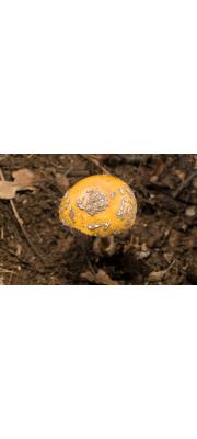 점박이광대버섯 (Amanita ceciliae (Berk. &amp; Br.) Bas  > Amanita inaurata Secr. ex Gill)