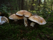 끈적버섯아재비(솜끈적버섯) (Cortinarius turmalis (Fr.) Fr.  > Cortinarius claricola var. trumalis)