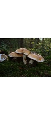 끈적버섯아재비(솜끈적버섯) (Cortinarius turmalis (Fr.) Fr.  > Cortinarius claricola var. trumalis)