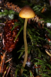 긴대애주름버섯_국명 중복 (Mycena aurantiomarginata (Fr.) Quél.  > Mycena elegans var. aurantiomarginata (Fr.) Jejp.)