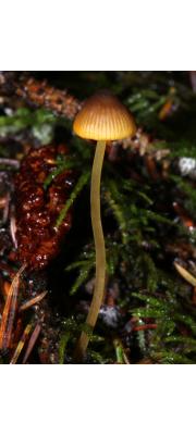 긴대애주름버섯_국명 중복 (Mycena aurantiomarginata (Fr.) Quél.  > Mycena elegans var. aurantiomarginata (Fr.) Jejp.)